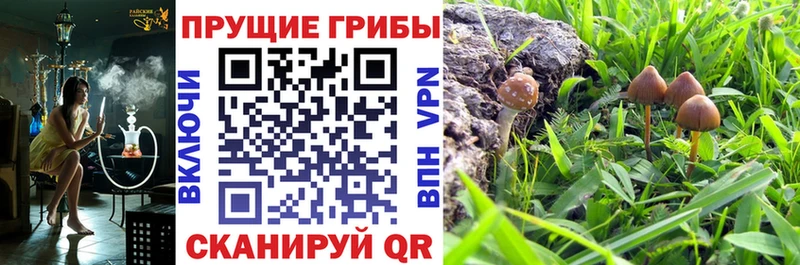 Псилоцибиновые грибы прущие грибы  Томск 