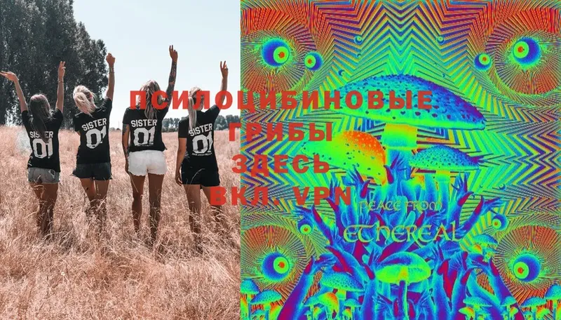 Псилоцибиновые грибы Cubensis  Томск 