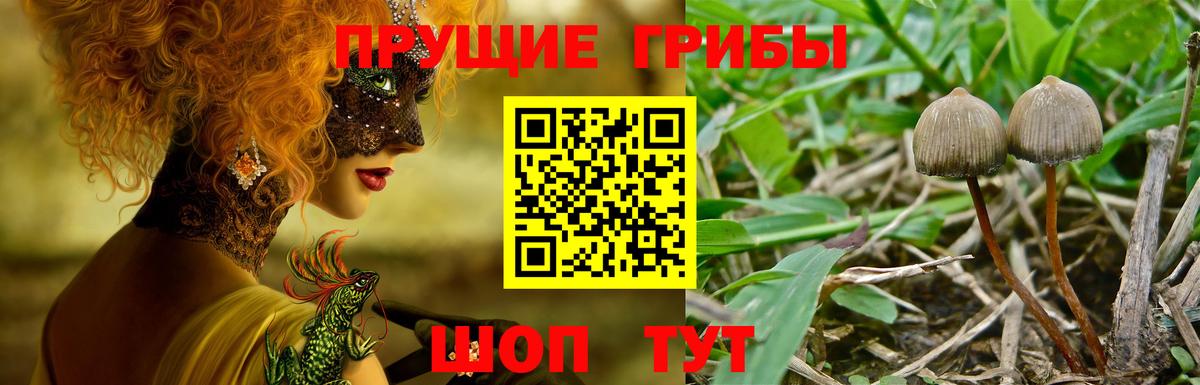 Псилоцибиновые грибы GOLDEN TEACHER Томск